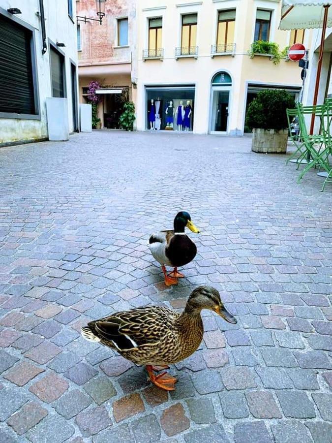 La Petite Maison Leilighet Treviso Eksteriør bilde